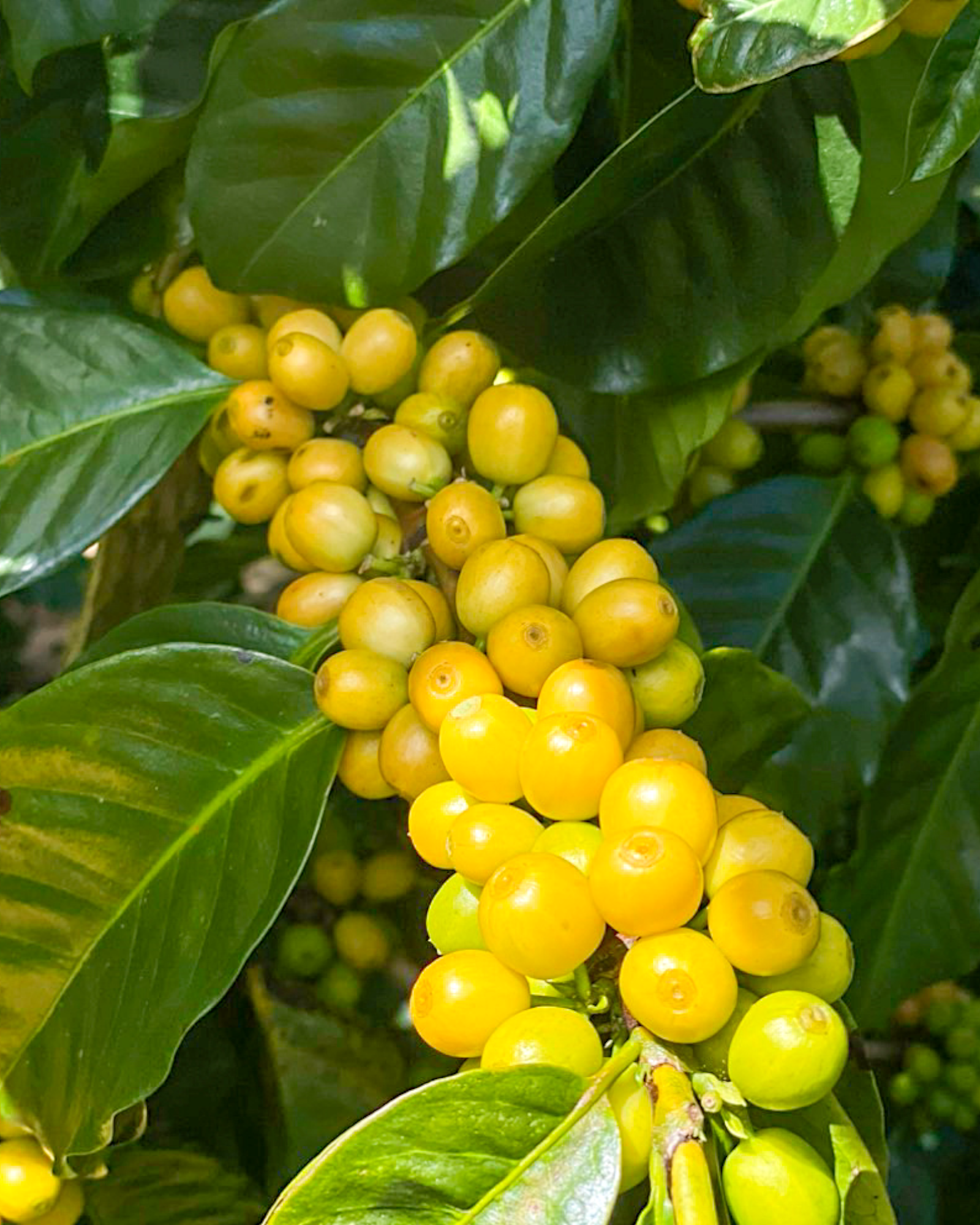 CAU DAT KAWA - BOURBON